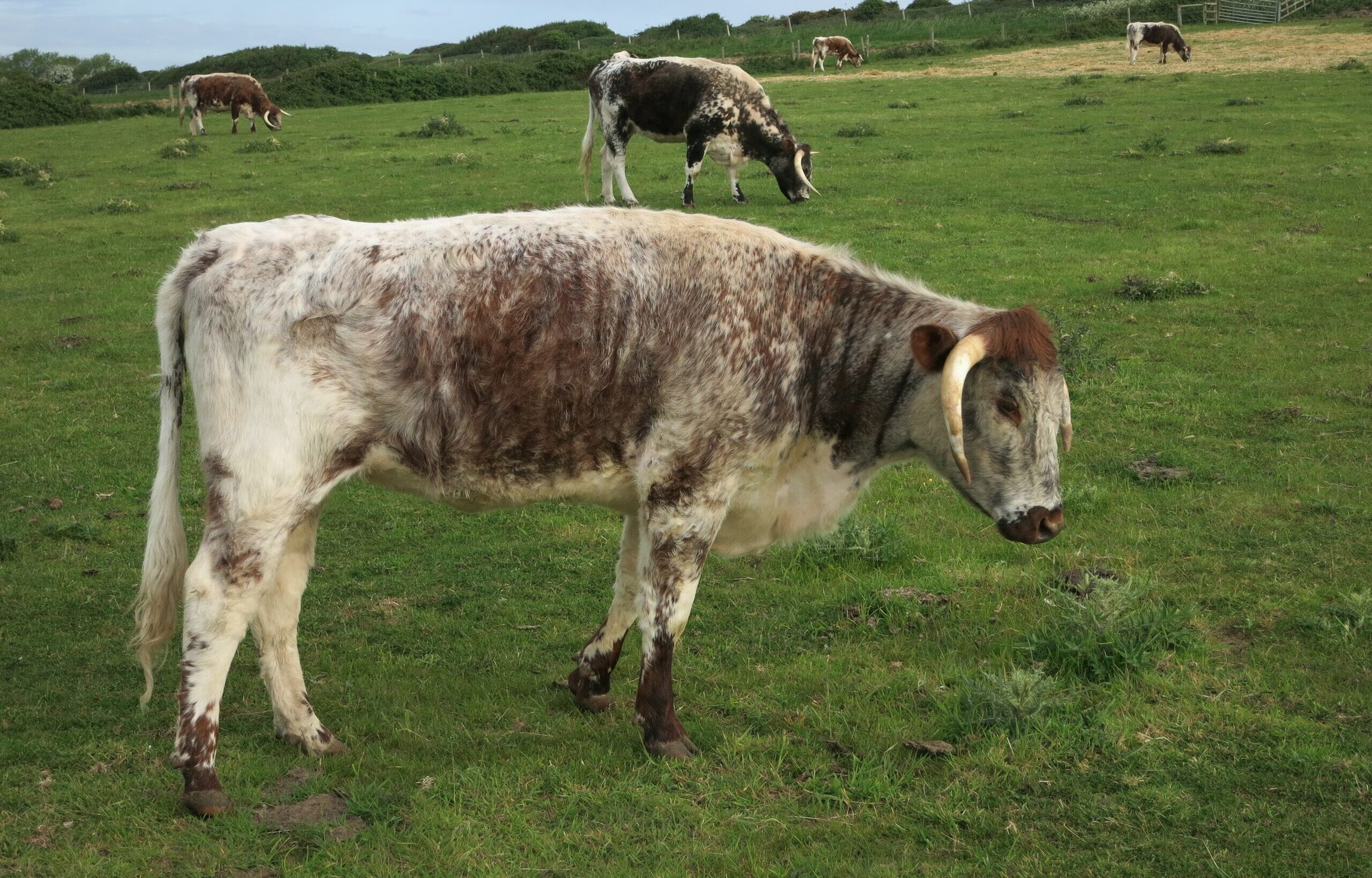 english longhorn cattle geograph.org.uk 4591349 english longhorn cattle geograph.org.uk 4591349 English Longhorn Cattle