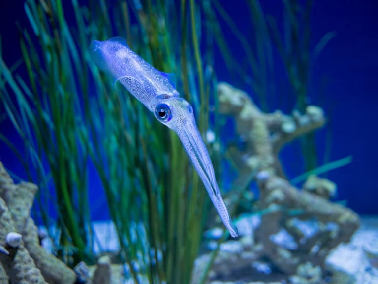 bigfin reef squid (11760) bigfin reef squid (11760)
