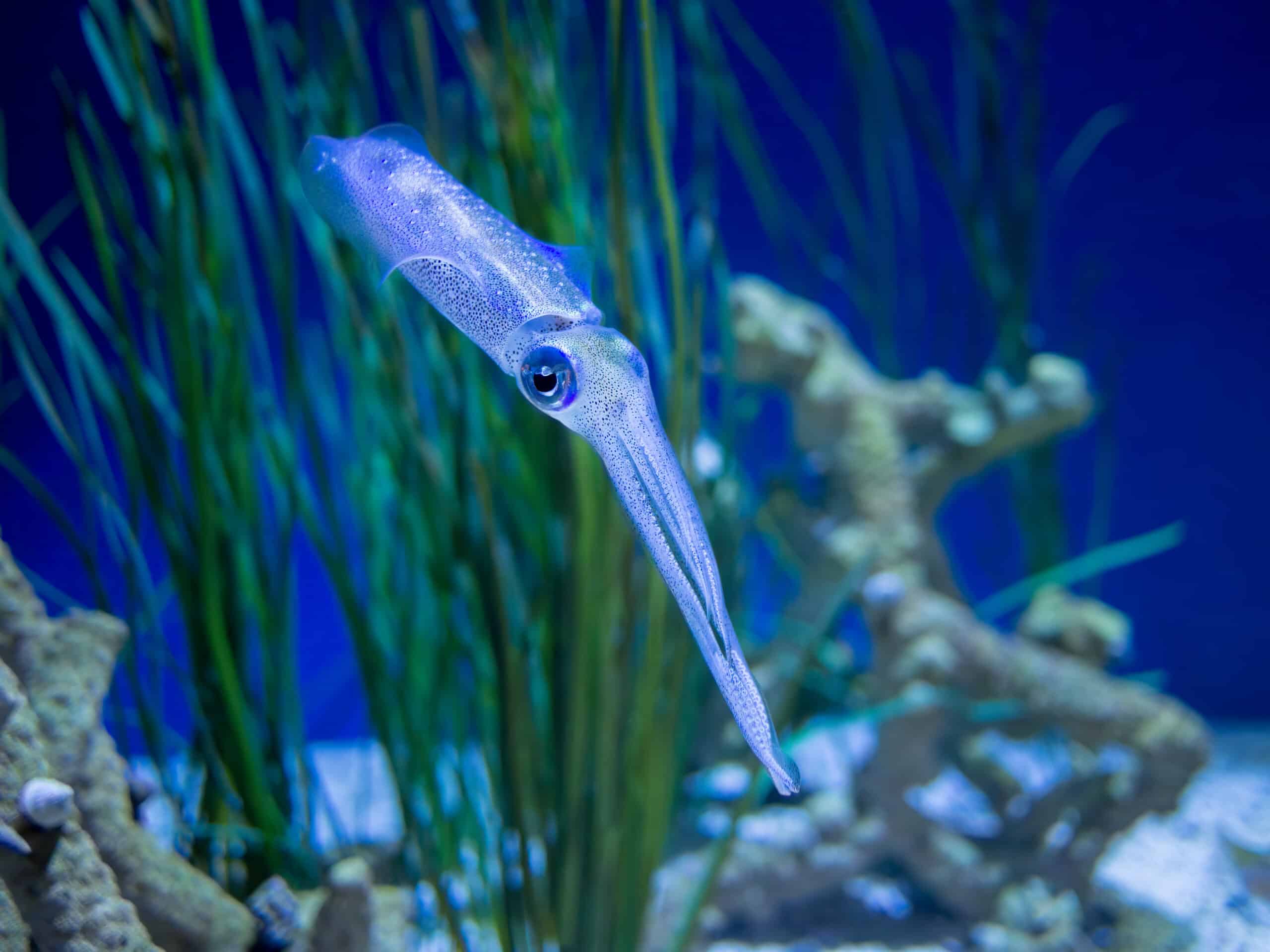 bigfin reef squid (11760) bigfin reef squid (11760)