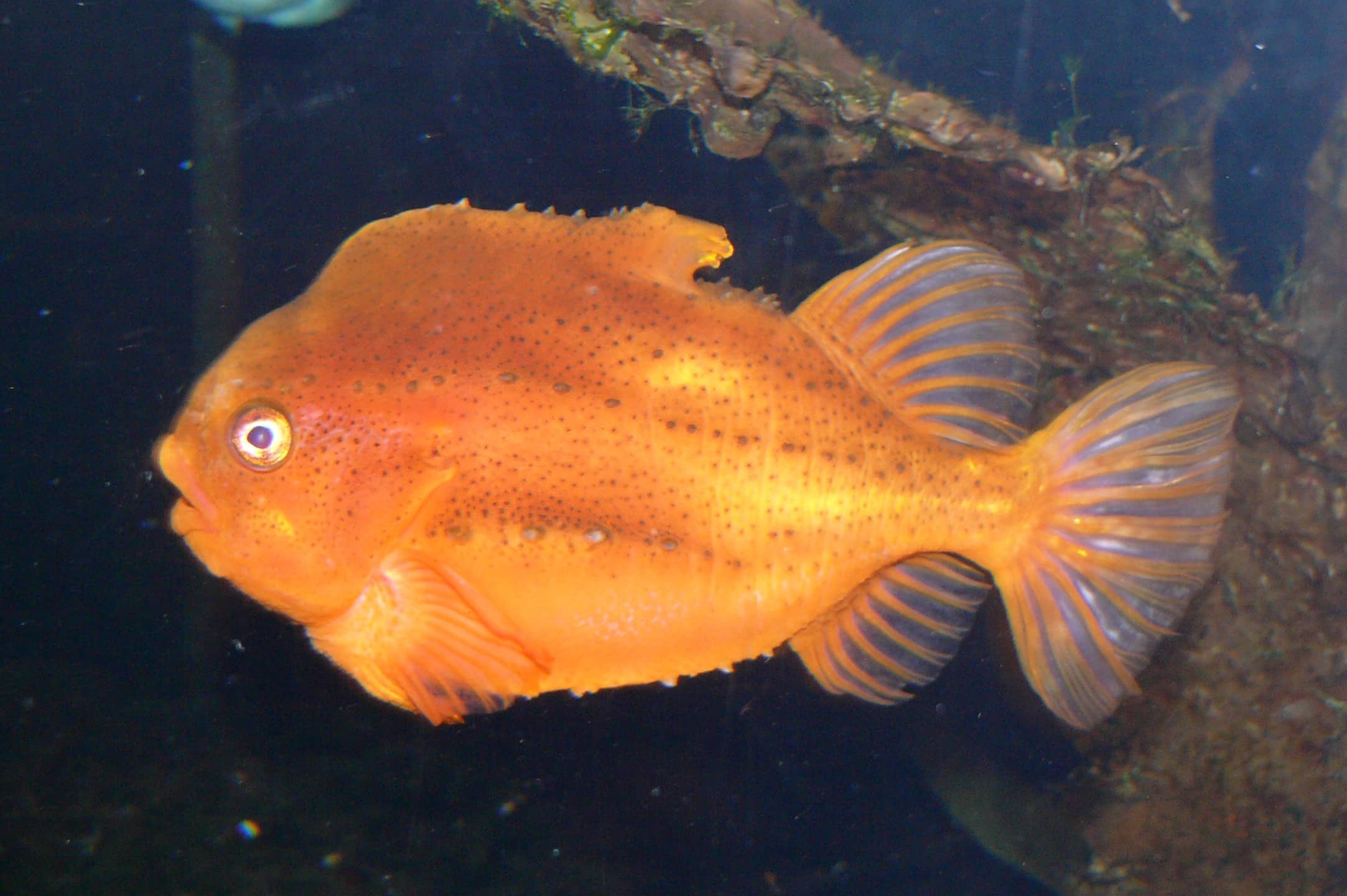 file:cyclopterus lumpus 2.jpg file:cyclopterus lumpus 2.jpg