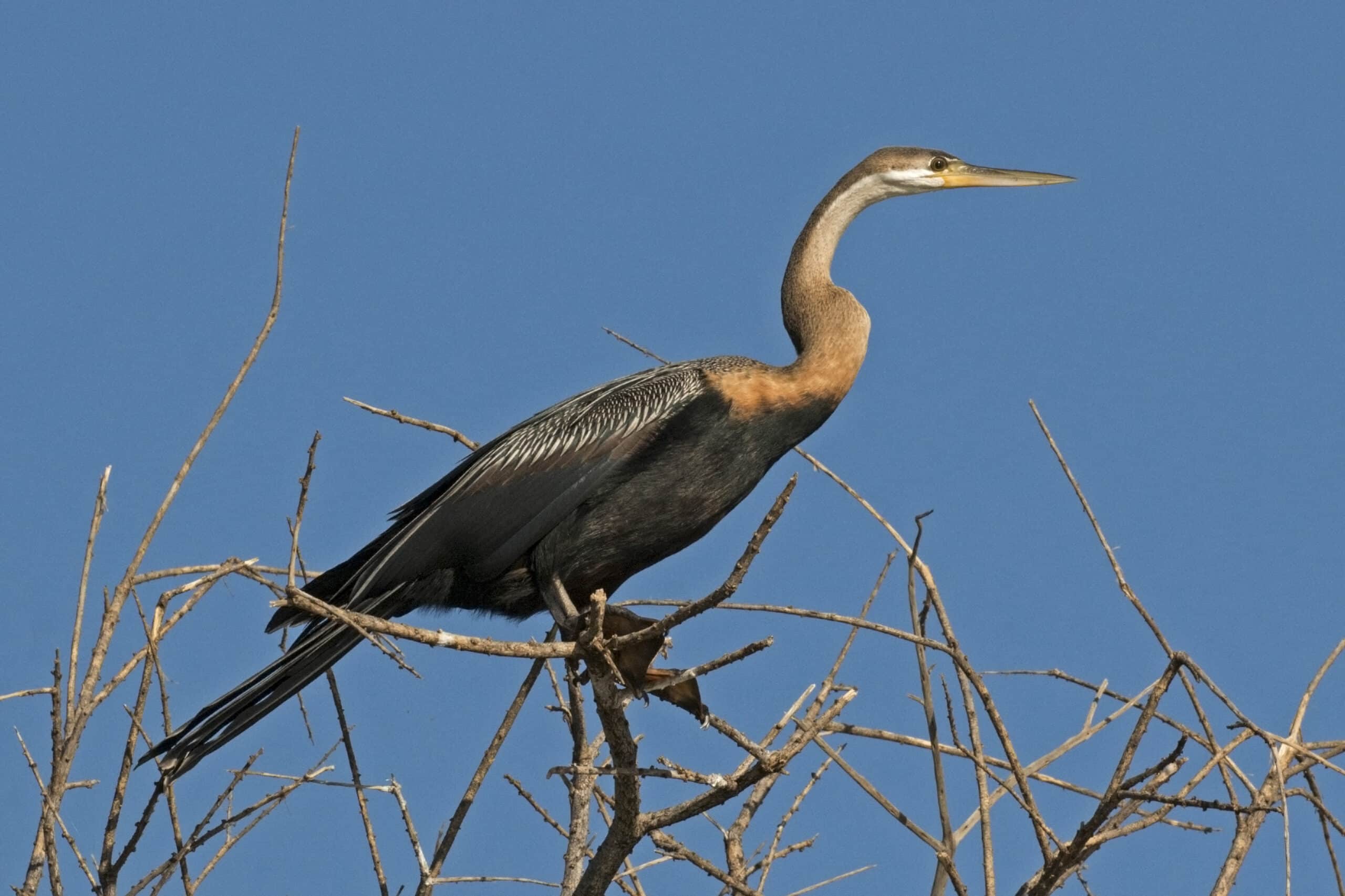 african darter (anhinga rufa) immature african darter (anhinga rufa) immature