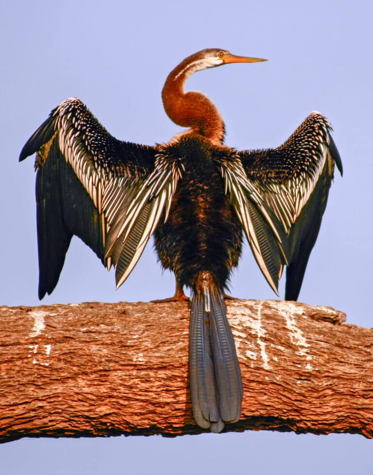oriental darter (anhinga melanogaster) 21 mar 2007 6 10 09 am oriental darter (anhinga melanogaster) 21 mar 2007 6 10 09 am