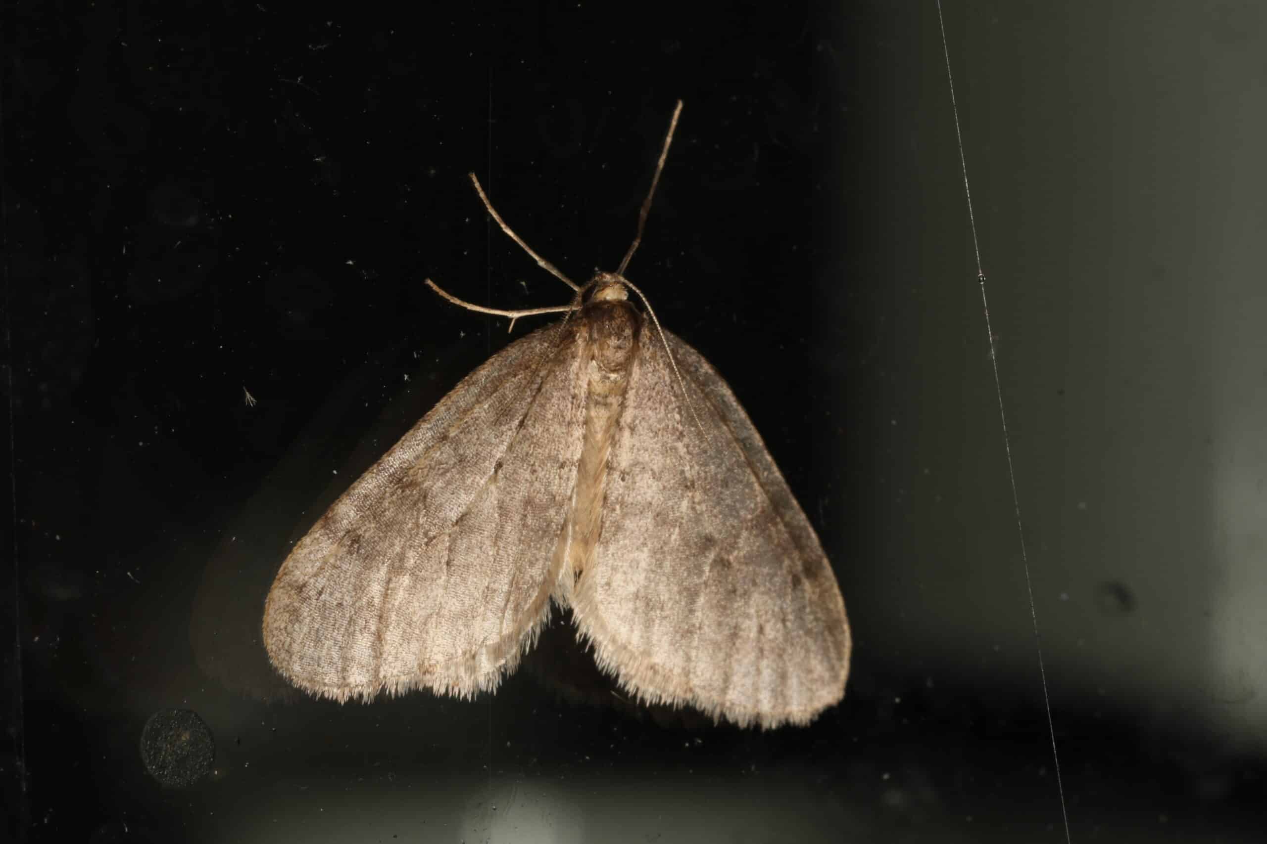 operophtera brumata (23575901662) operophtera brumata (23575901662)