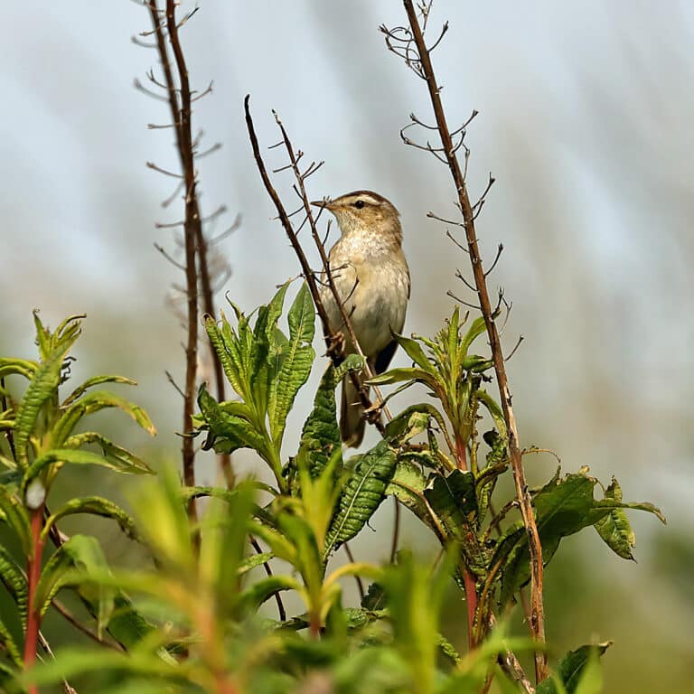 a sedge warbler (acrocephalus schoenobaenus) geograph.org.uk 6891125