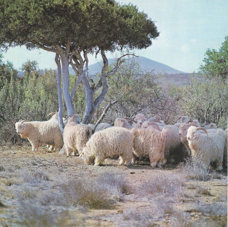 mohair (angora) goat mohair (angora) goat