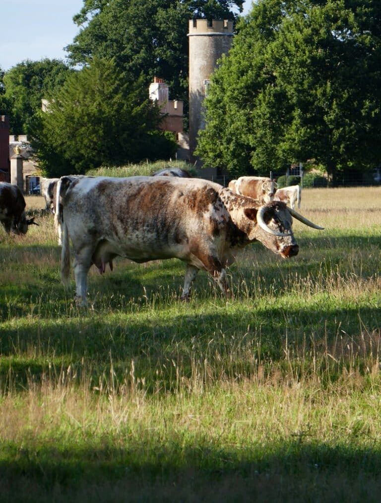 old english longhorn cattle, knepp park geograph.org.uk 6226143 old english longhorn cattle, knepp park geograph.org.uk 6226143