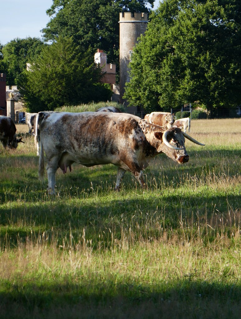 old english longhorn cattle, knepp park geograph.org.uk 6226143 old english longhorn cattle, knepp park geograph.org.uk 6226143