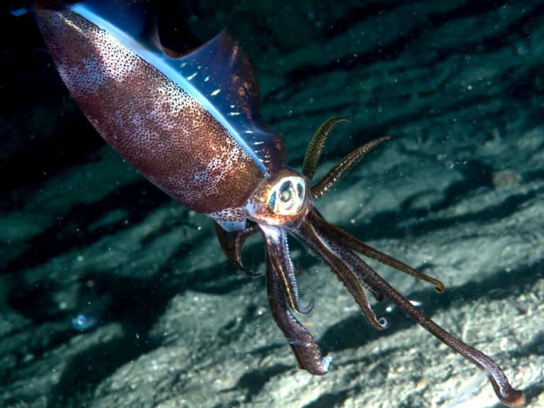 bigfin reef squid (sepioteuthis lessoniana) (25377305097) bigfin reef squid (sepioteuthis lessoniana) (25377305097)