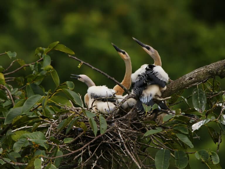 file:anhinga anhinga (juveniles).jpg file:anhinga anhinga (juveniles).jpg