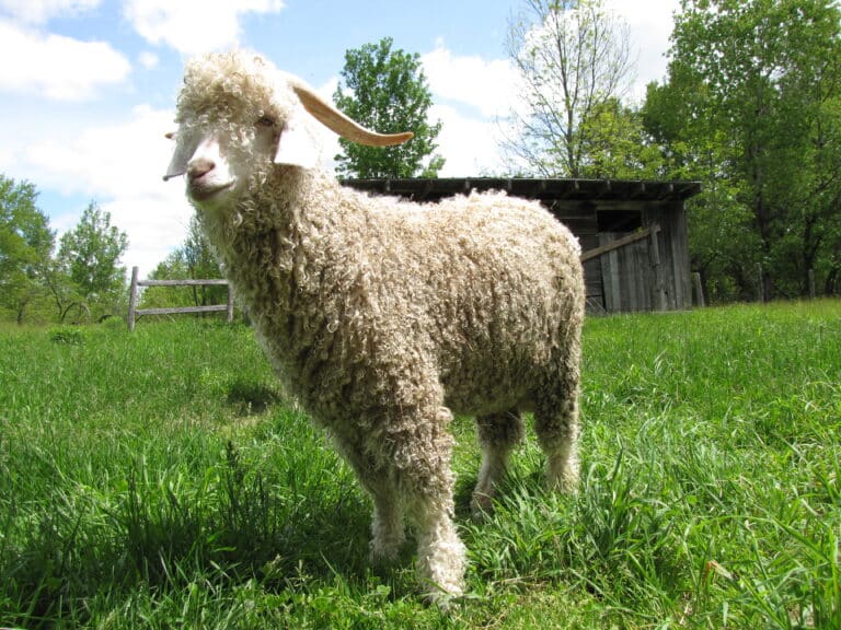 file:quebec angora goat.jpg file:quebec angora goat.jpg Angora Goat