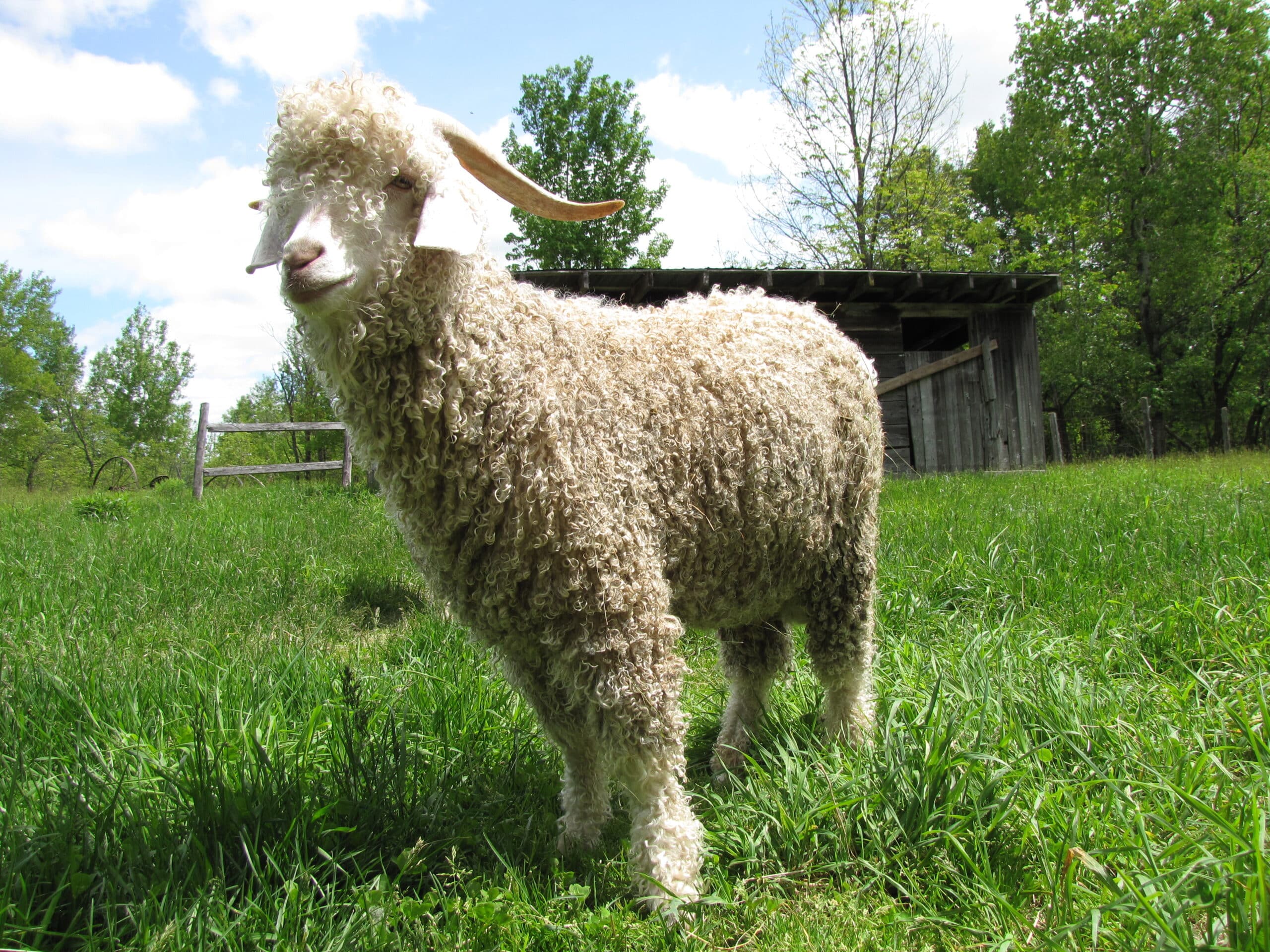file:quebec angora goat.jpg file:quebec angora goat.jpg Angora Goat