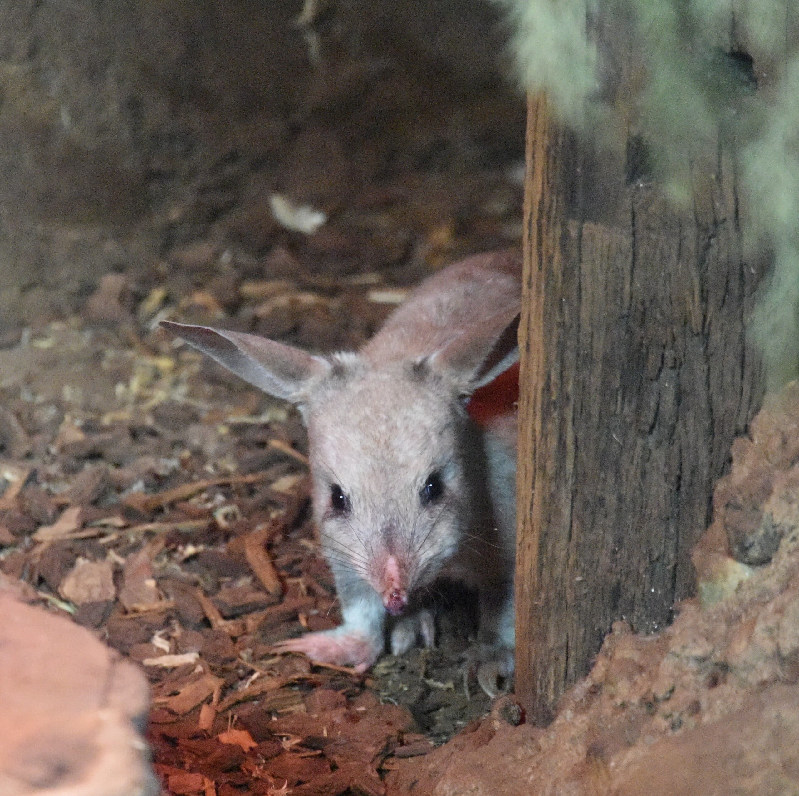 file:(1)bilby 4.jpg