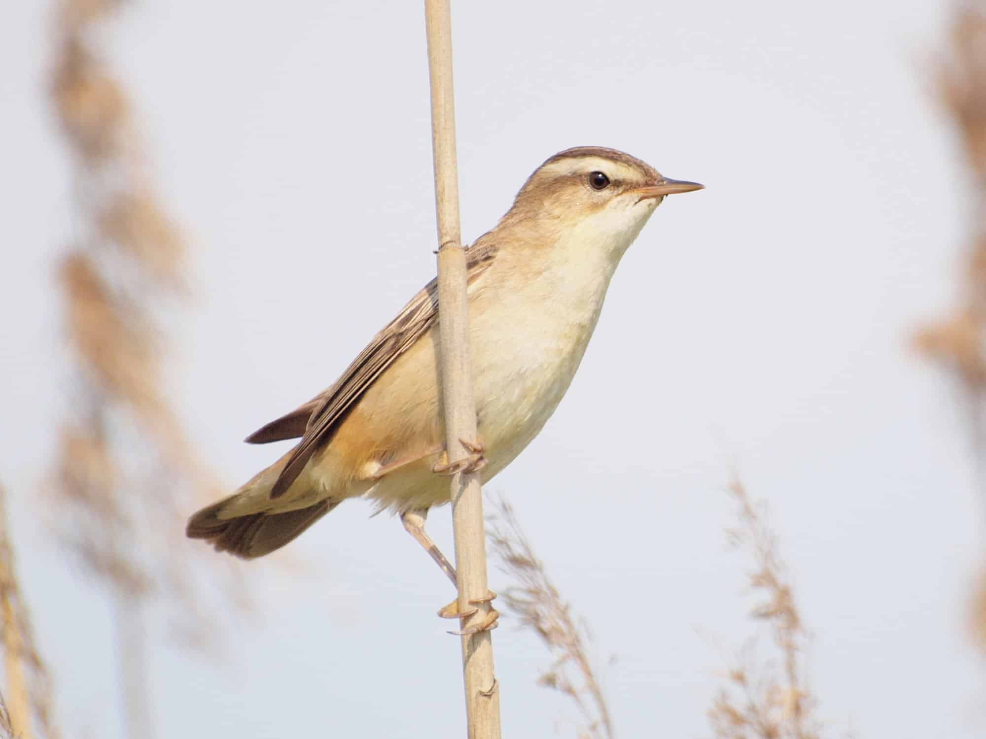acrocephalus schoenobaenus sweden 8 (1)