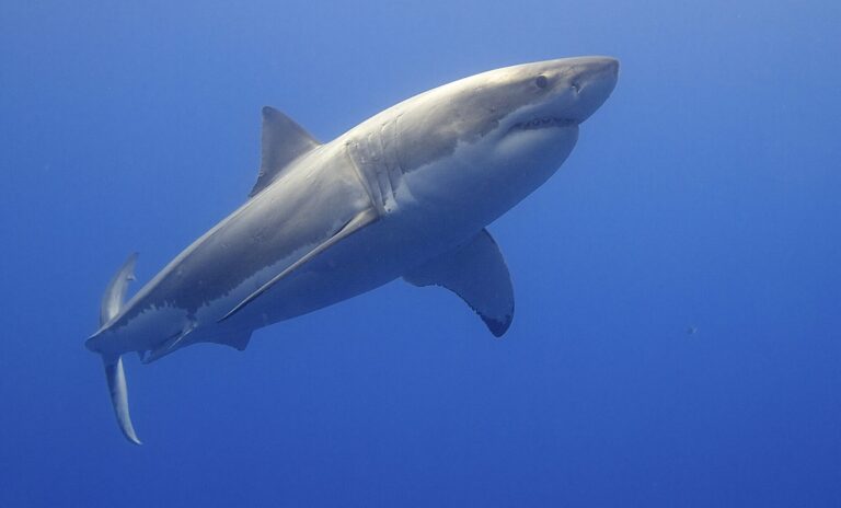 great white shark (14730796397) great white shark (14730796397) White Shark
