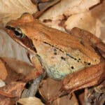 Wood Frog