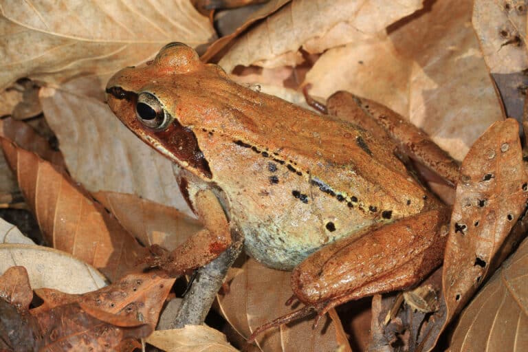 wood frog lithobates sylvaticus, lake accotink park, springfield, virginia (39440713811) wood frog lithobates sylvaticus, lake accotink park, springfield, virginia (39440713811) Wood Frog