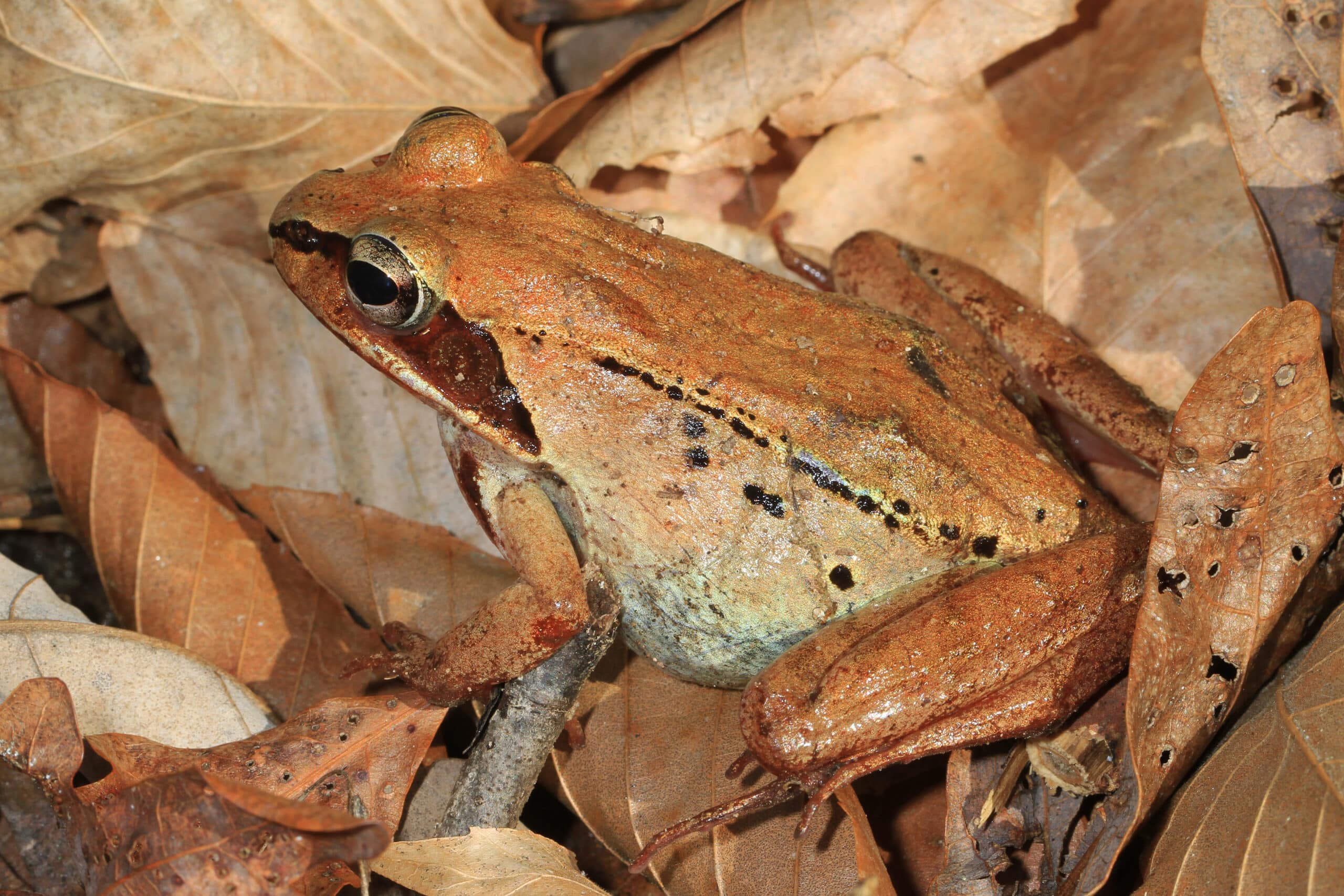 wood frog lithobates sylvaticus, lake accotink park, springfield, virginia (39440713811) wood frog lithobates sylvaticus, lake accotink park, springfield, virginia (39440713811) Wood Frog