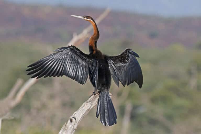 african darter (anhinga rufa) drying wings african darter (anhinga rufa) drying wings