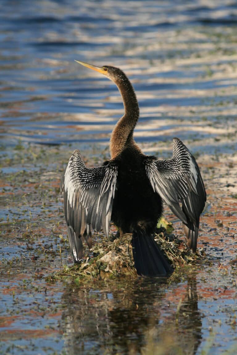 file:anhinga anhinga in tradewinds park.jpg file:anhinga anhinga in tradewinds park.jpg
