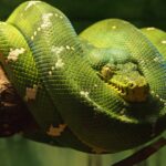 Emerald Tree Boa