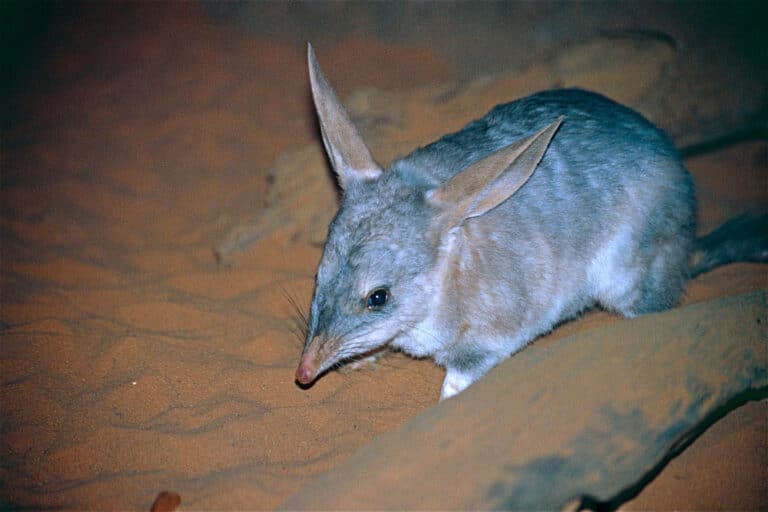 file:greater bilby (macrotis lagotis) (9996143106).jpg Bilby