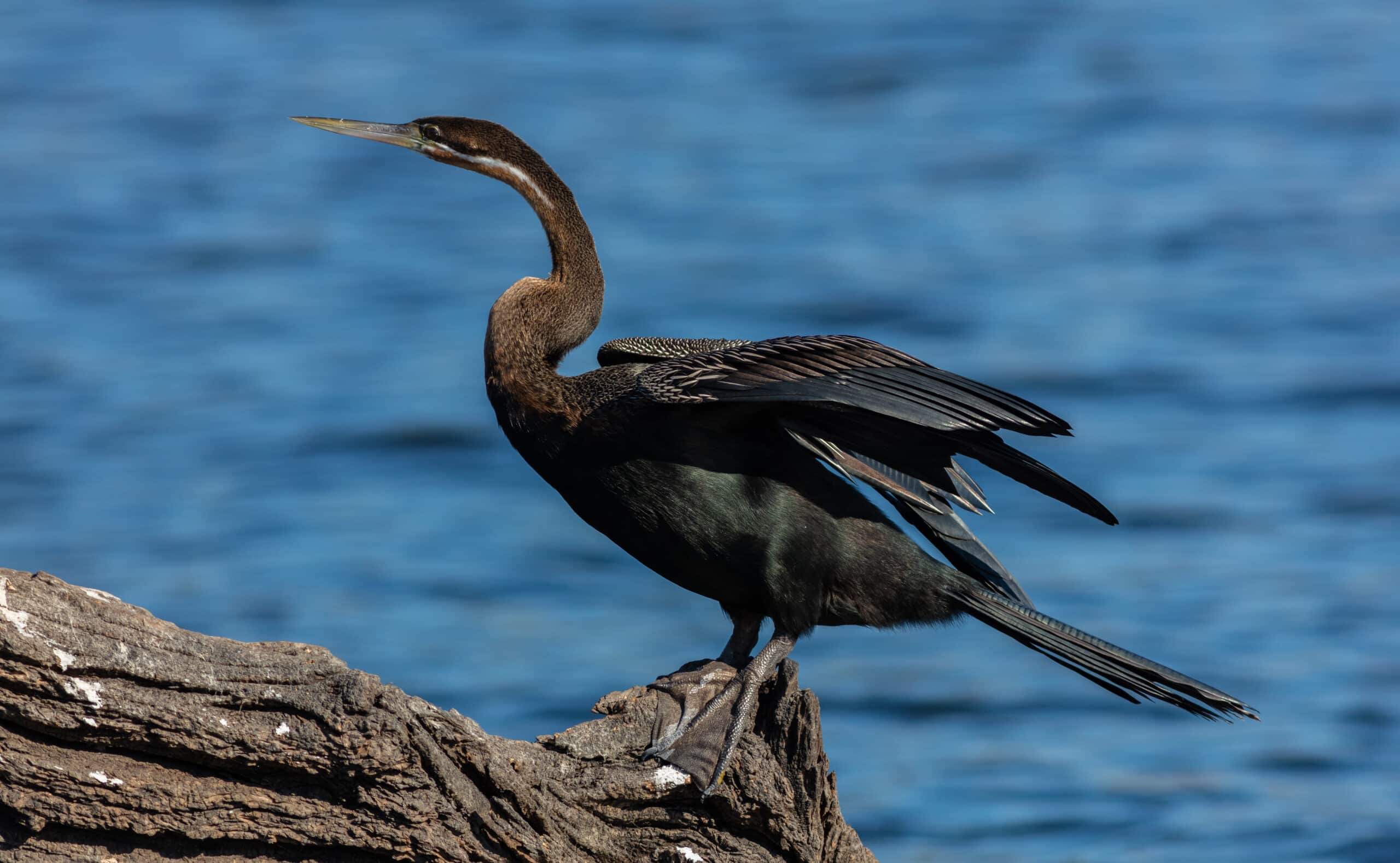 pato aguja africano (anhinga rufa), parque nacional de chobe, botsuana, 2018 07 28, dd 46 pato aguja africano (anhinga rufa), parque nacional de chobe, botsuana, 2018 07 28, dd 46