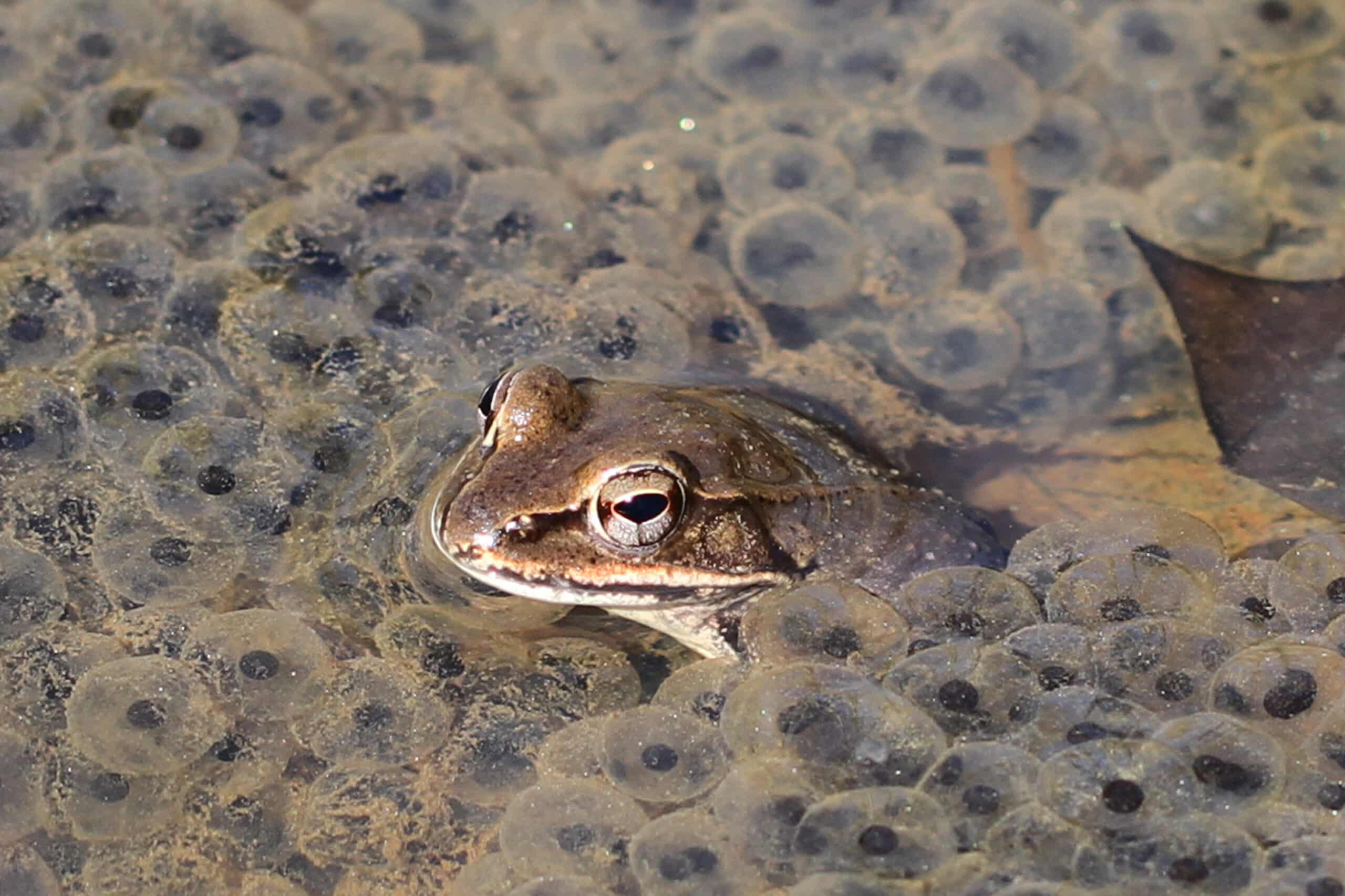 wood frog lithobates sylvaticus, lake accotink park, springfield, virginia, february 17, 2017 (53581381660) wood frog lithobates sylvaticus, lake accotink park, springfield, virginia, february 17, 2017 (53581381660)
