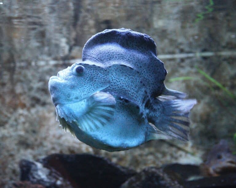 file:cyclopterus lumpus paq.jpg file:cyclopterus lumpus paq.jpg