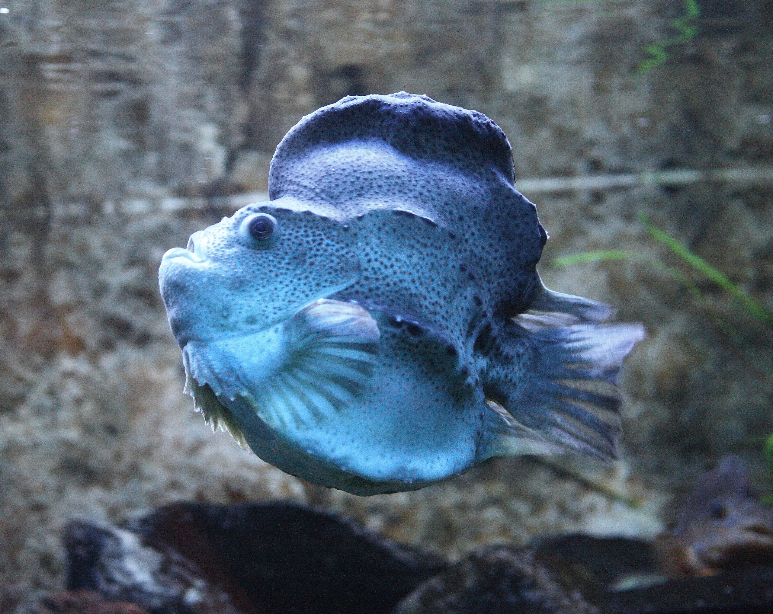 file:cyclopterus lumpus paq.jpg file:cyclopterus lumpus paq.jpg