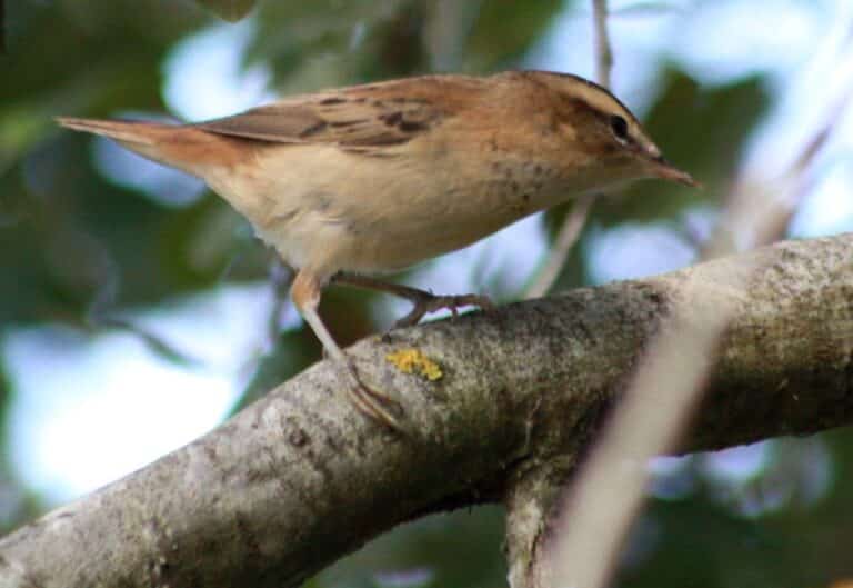 acrocephalus schoenobaenus img 6520