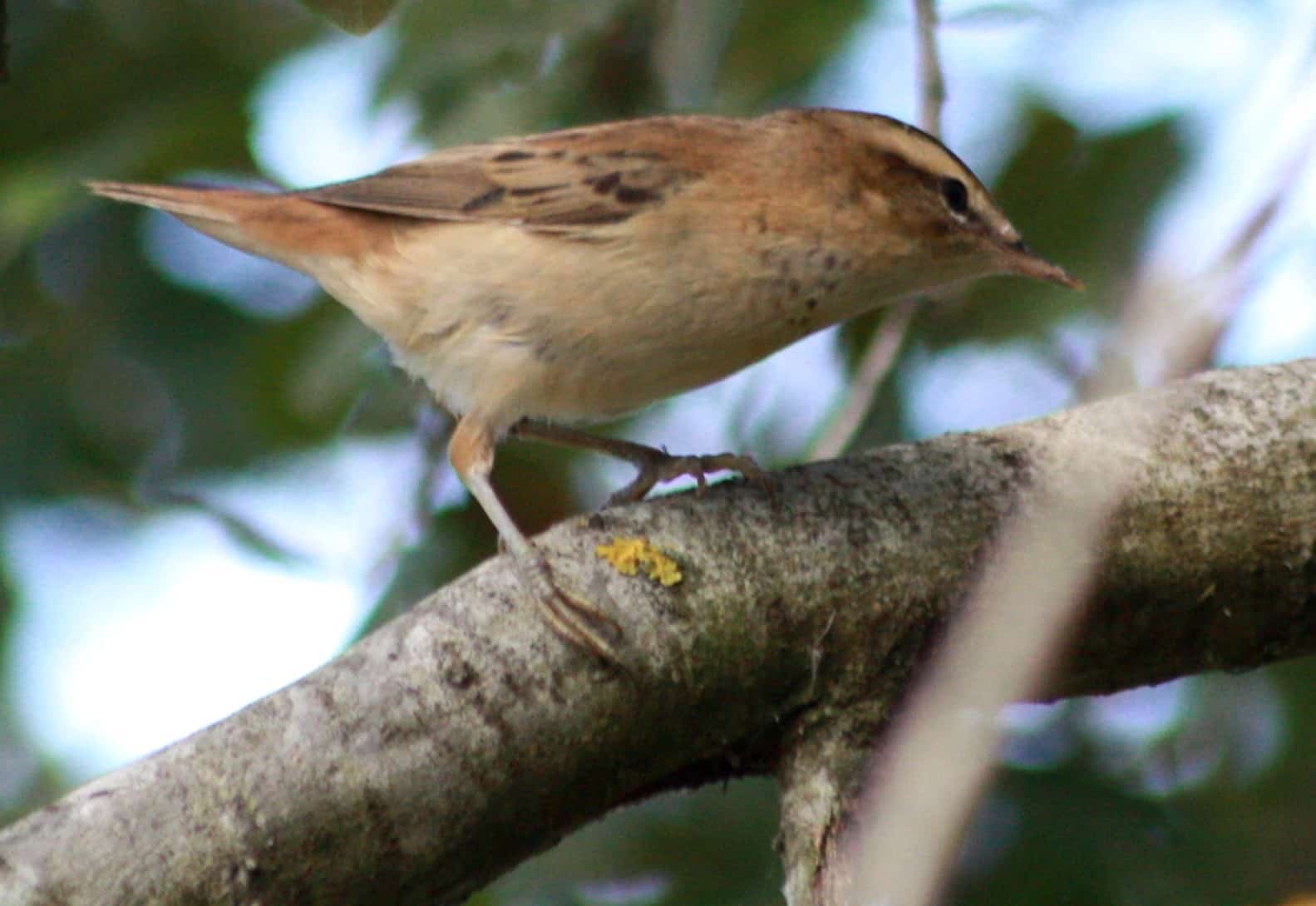 acrocephalus schoenobaenus img 6520