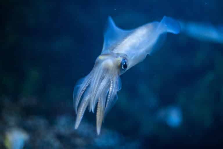 2017 05 03 sepioteuthis lessoniana in toba aquarium 2017 05 03 sepioteuthis lessoniana in toba aquarium