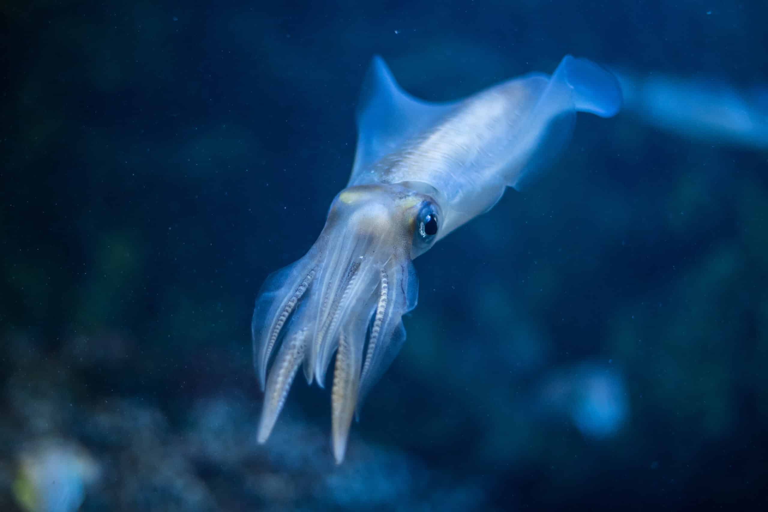 2017 05 03 sepioteuthis lessoniana in toba aquarium 2017 05 03 sepioteuthis lessoniana in toba aquarium