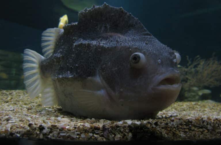 jielbeaumadier poisson gris 2 paris 2014 jielbeaumadier poisson gris 2 paris 2014 Lumpfish