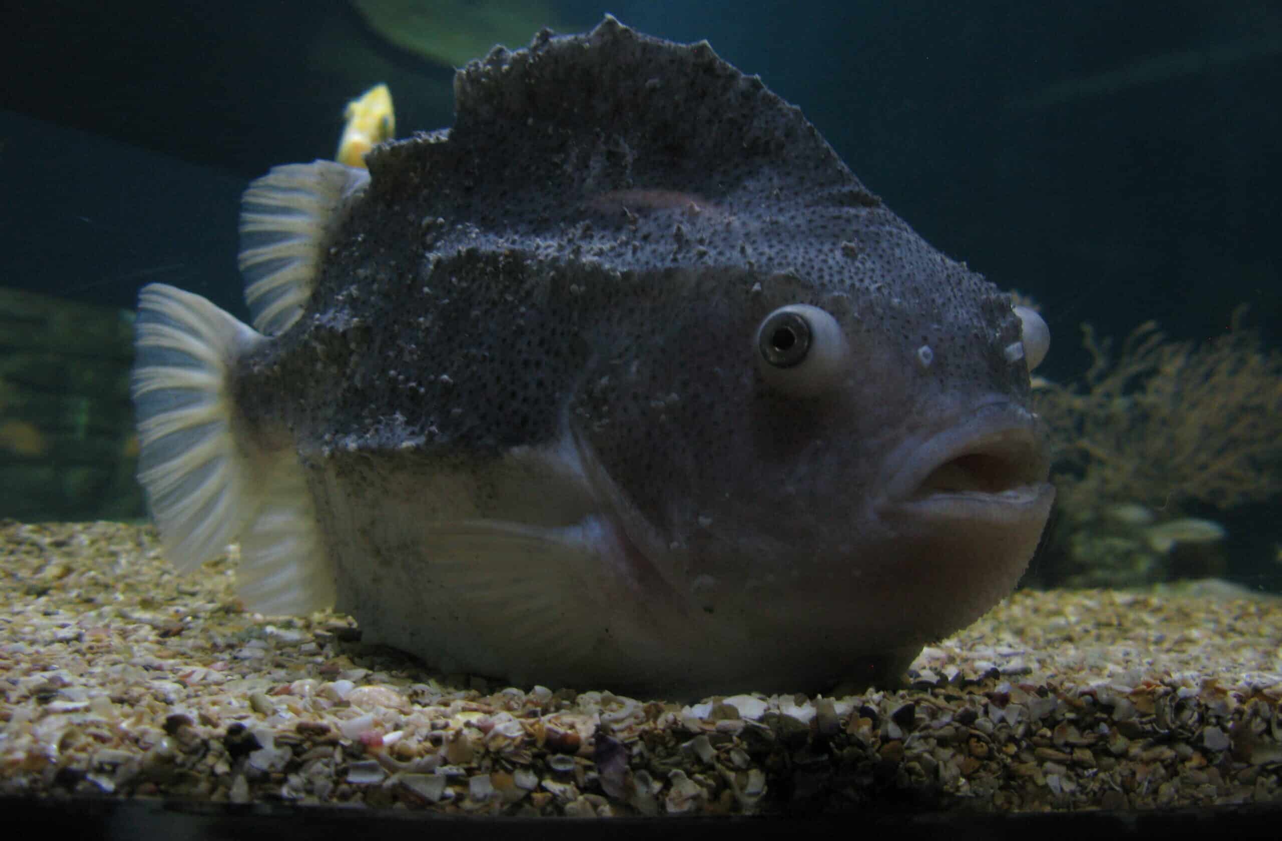 jielbeaumadier poisson gris 2 paris 2014 jielbeaumadier poisson gris 2 paris 2014 Lumpfish