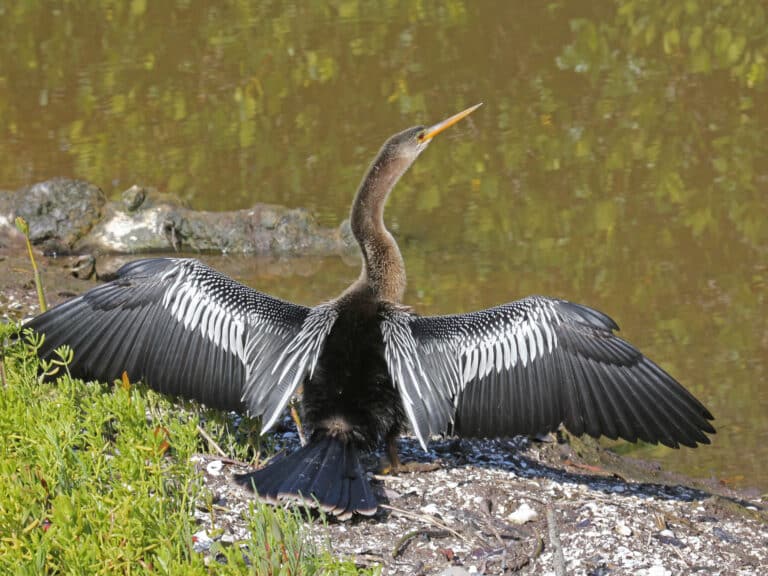 anhinga rwd anhinga rwd