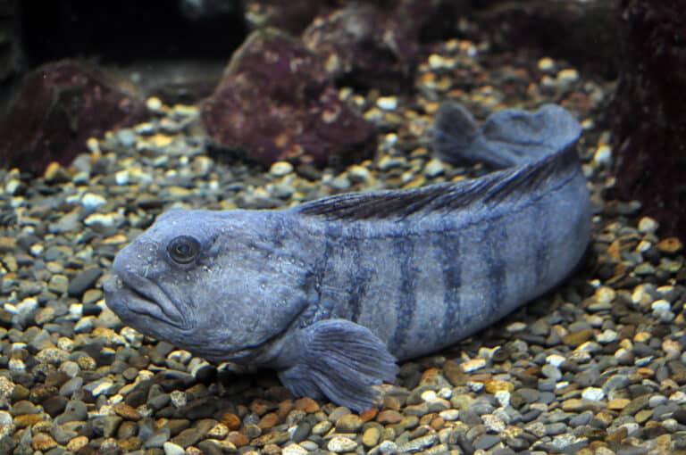 anarhichas lupus brest anarhichas lupus brest