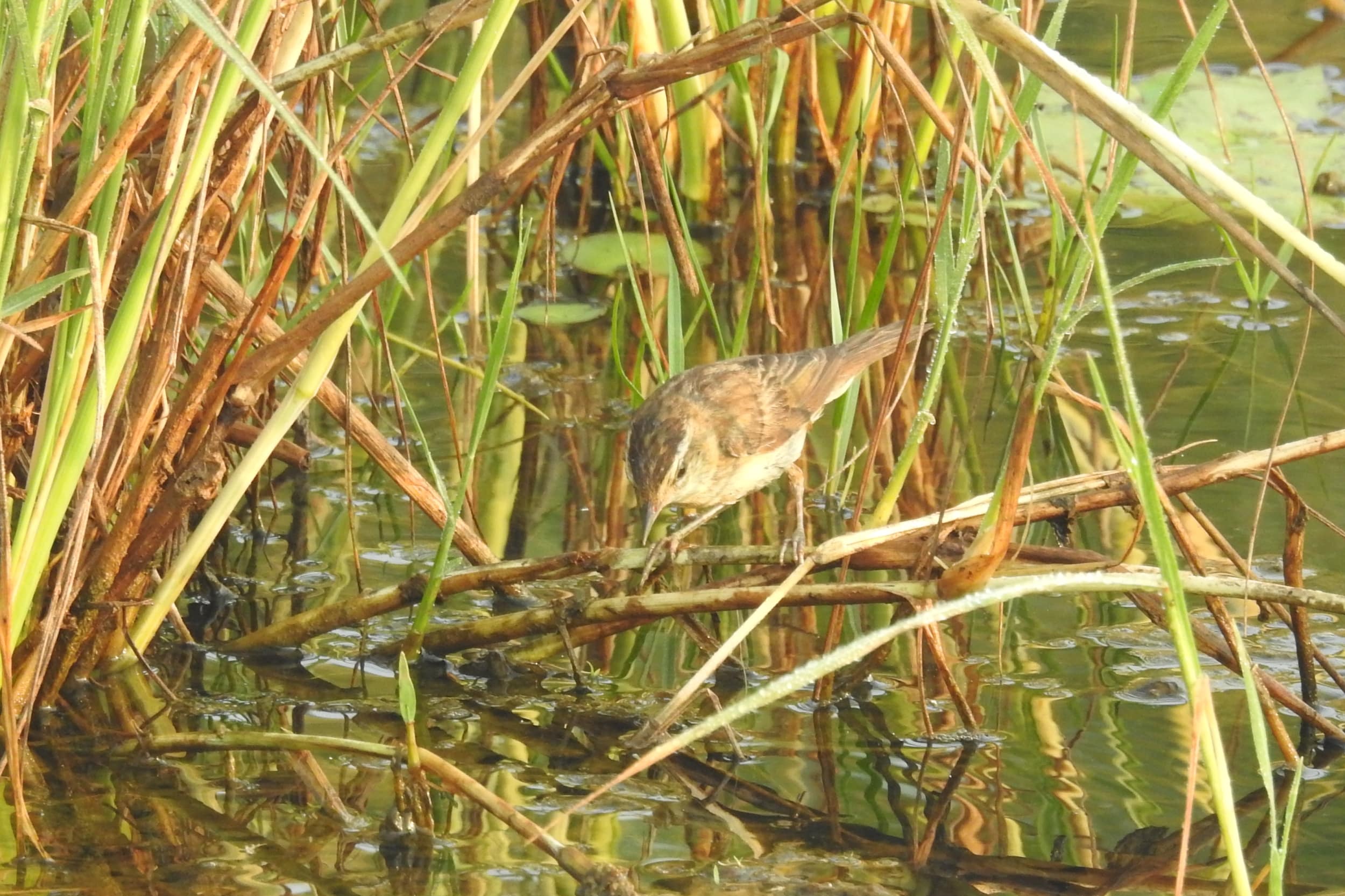 sedge warbler acrocephalus schoenobaenus from ezhome wetlands, kannur, kerala, india 13