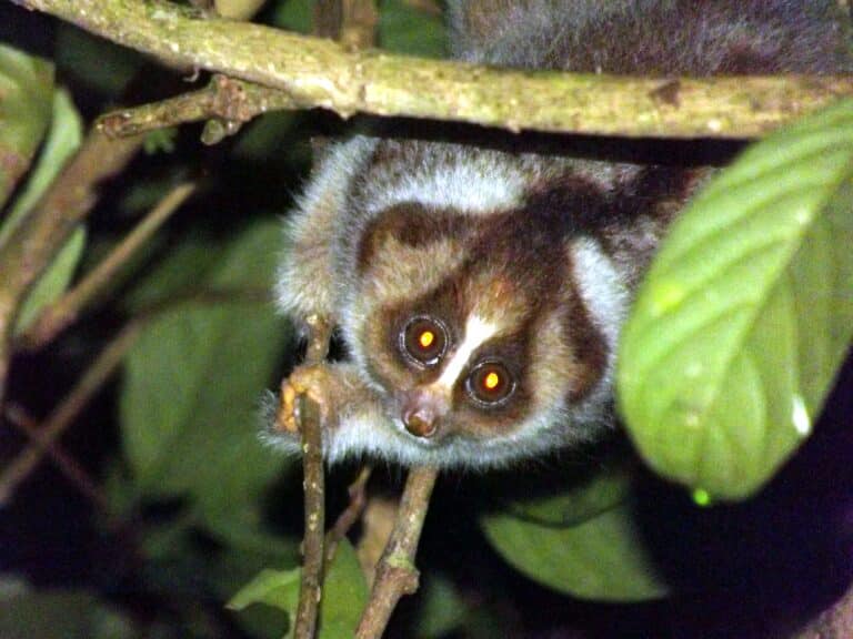 slow loris