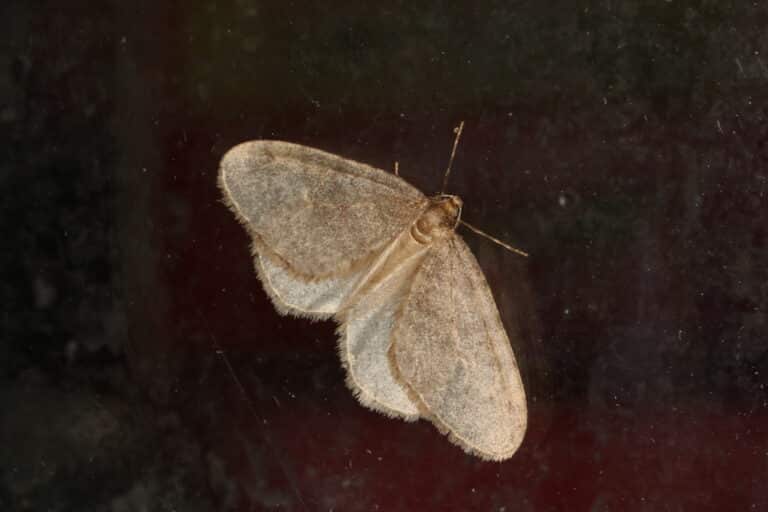 operophtera brumata (23684501275) operophtera brumata (23684501275)
