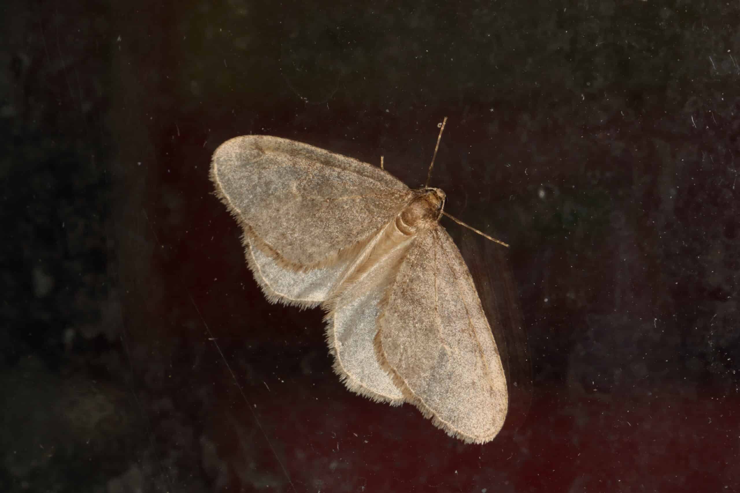 operophtera brumata (23684501275) operophtera brumata (23684501275)