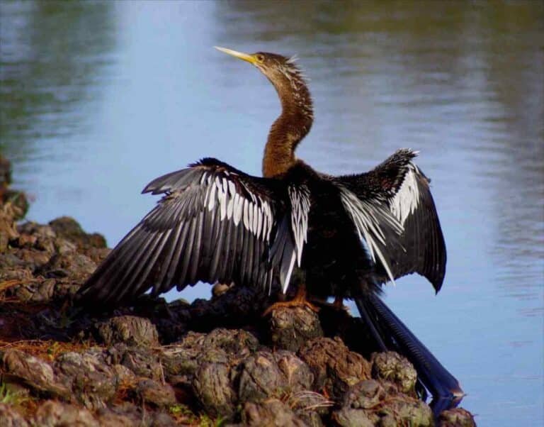 anhinga boggy creek fl anhinga boggy creek fl