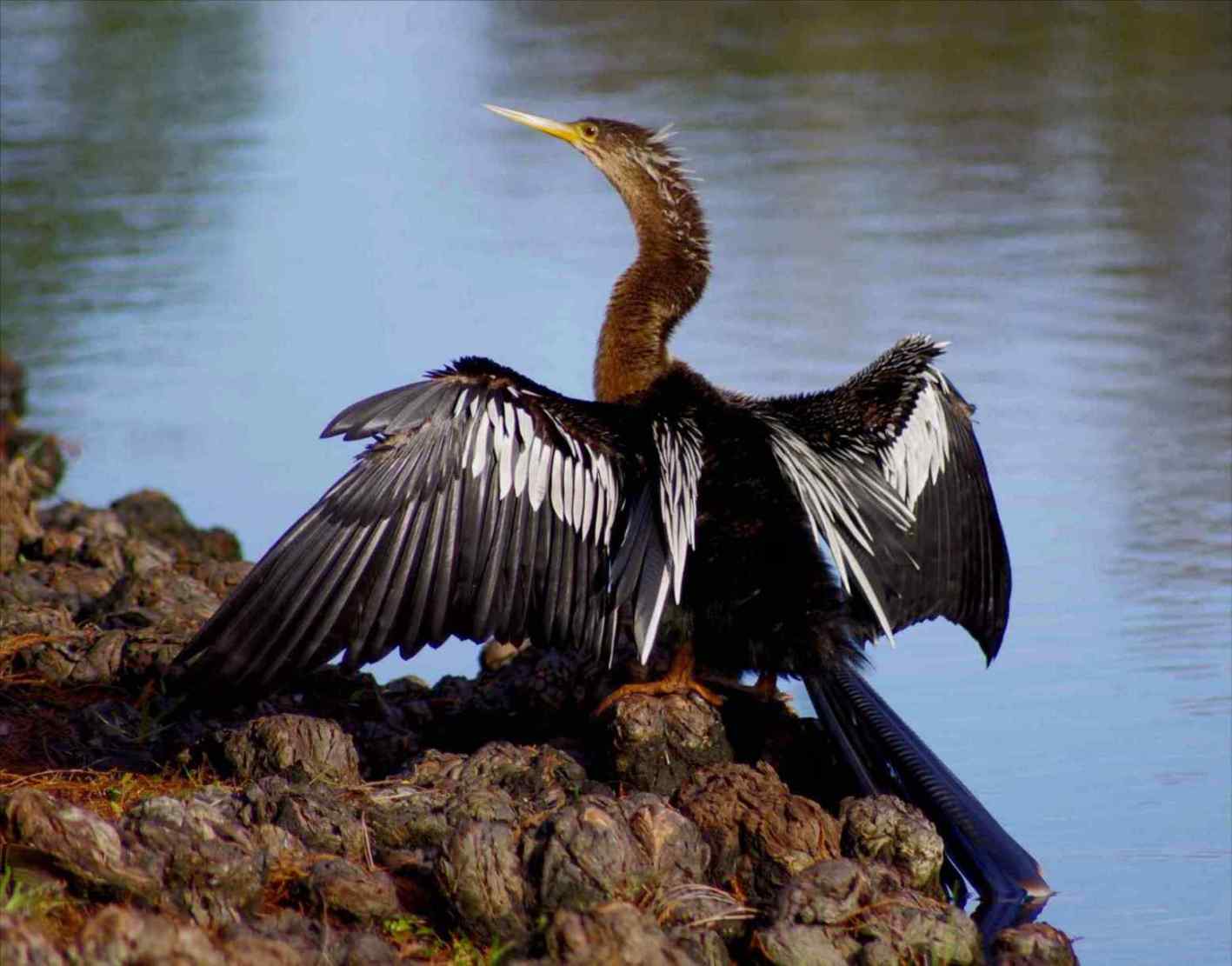 anhinga boggy creek fl anhinga boggy creek fl
