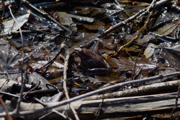 wood frog (lithobates sylvaticus) london, ontario 2015 04 12 wood frog (lithobates sylvaticus) london, ontario 2015 04 12