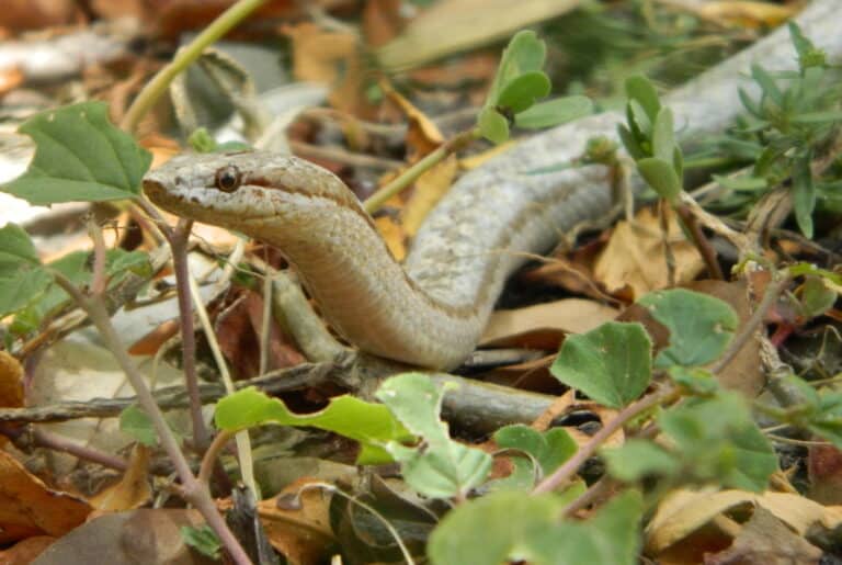alsophis antiguae 32762698 alsophis antiguae 32762698 Antiguan Racer Snake