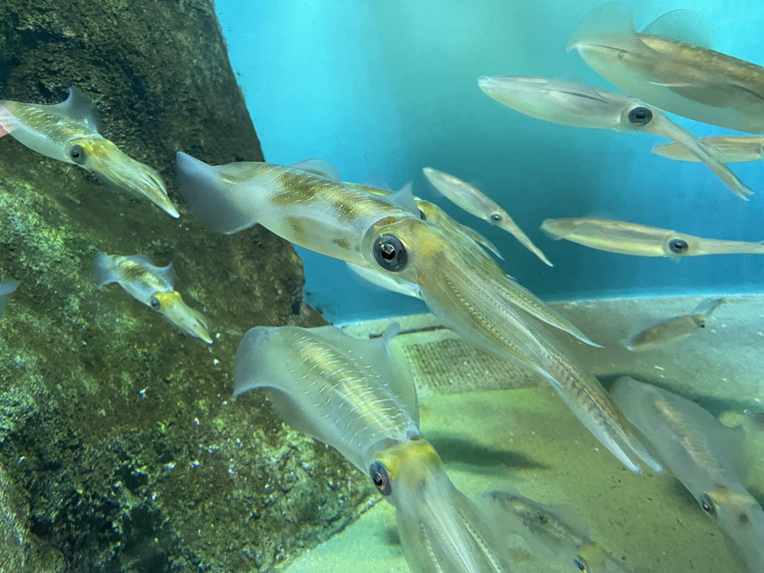 sepioteuthis lessoniana marinepia sepioteuthis lessoniana marinepia