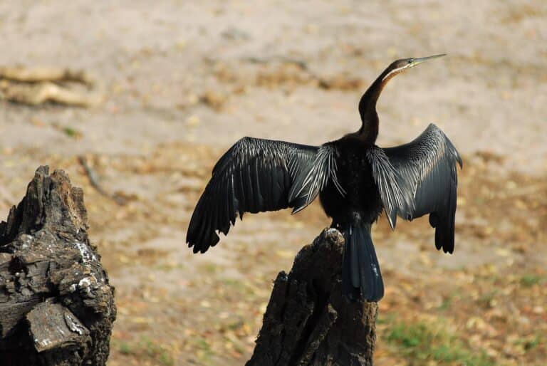 anhinga rufa okavango delta, botswana 8 anhinga rufa okavango delta, botswana 8