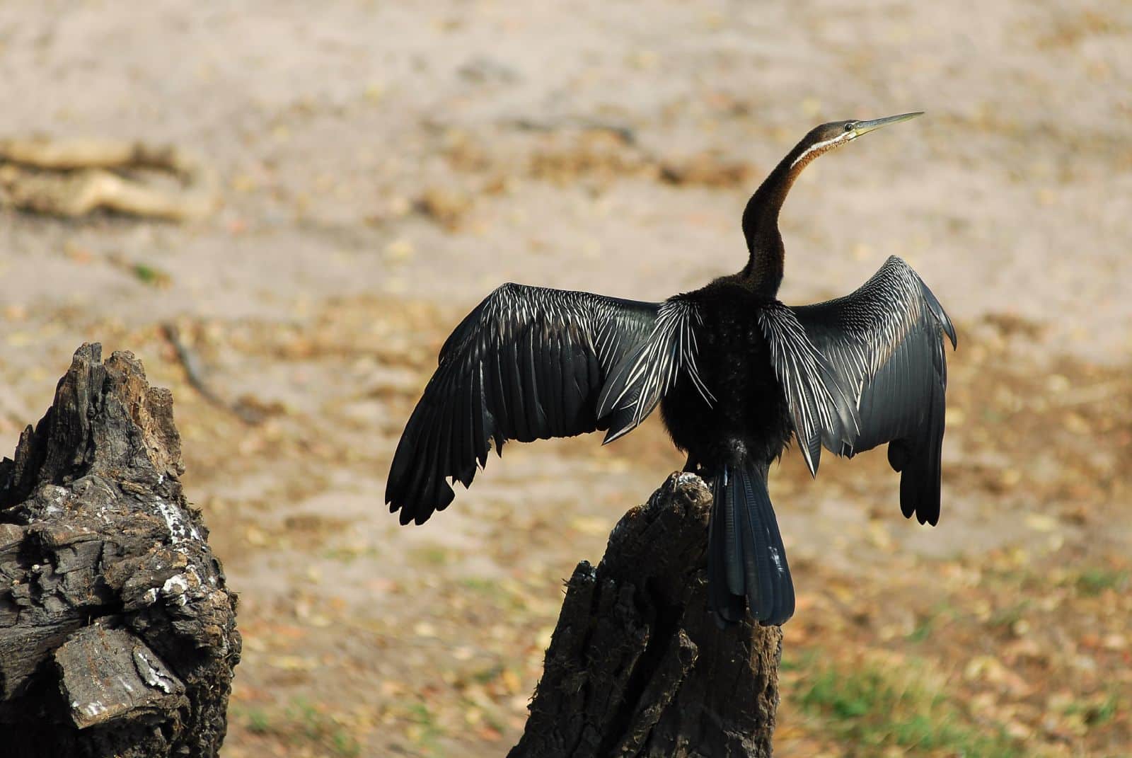 anhinga rufa okavango delta, botswana 8 anhinga rufa okavango delta, botswana 8