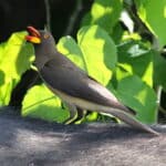 Oxpecker