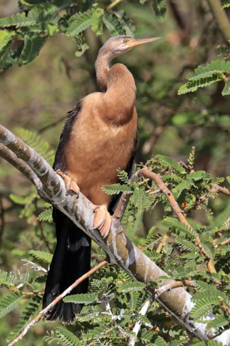 african darter (anhinga rufa) female african darter (anhinga rufa) female